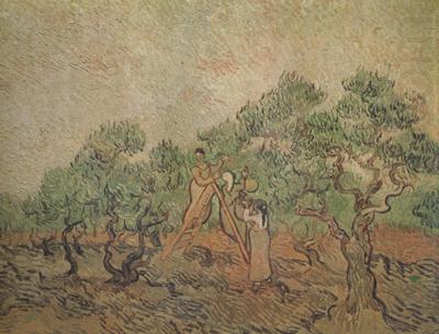 Vincent Van Gogh Olive Picking (nn04) china oil painting image